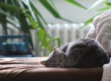 cat sleeping blanket